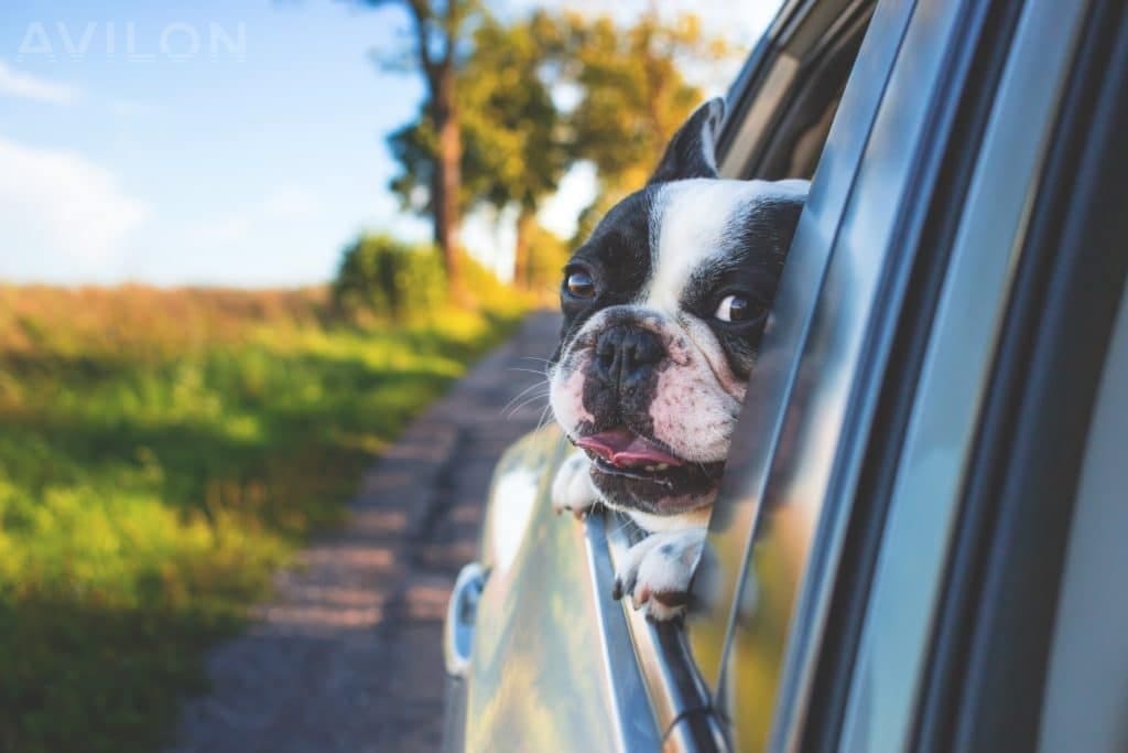 Как устранить запах домашних питомцев в автомобиле?